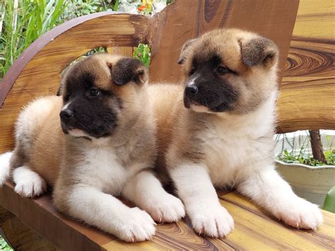 Akita Philippines .